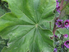 Malva arborea