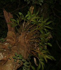 Dendrobium x gracillimum