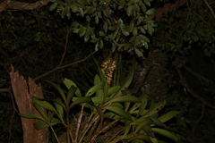 Dendrobium x gracillimum