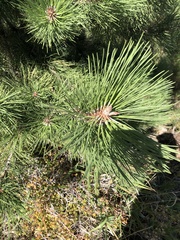 Pinus ponderosa