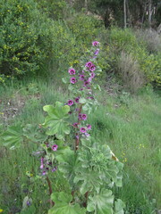 Malva arborea