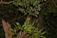 Dendrobium x gracillimum