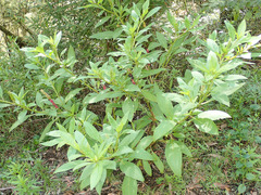 Phytolacca octandra