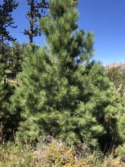 Pinus ponderosa