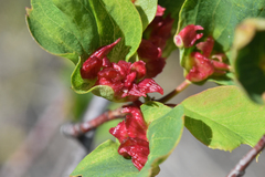 Blaesodiplosis