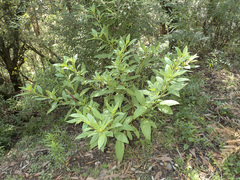 Phytolacca octandra