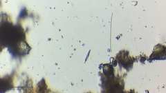 Menoidium obtusum
