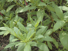 Phytolacca octandra