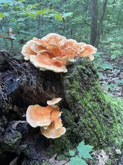 Laetiporus cincinnatus