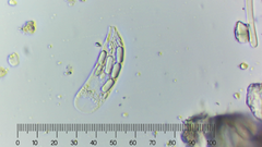Menoidium obtusum