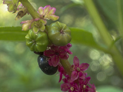 Phytolacca octandra