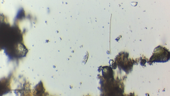 Menoidium obtusum