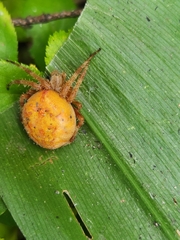 Araneus marmoreus