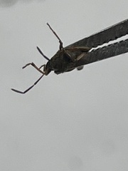 Rhyparochromidae
