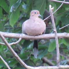Zenaida macroura carolinensis