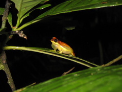 Dendropsophus rhodopeplus