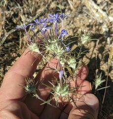 Eriastrum pluriflorum