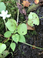 Claytonia sibirica