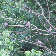 Zenaida macroura carolinensis