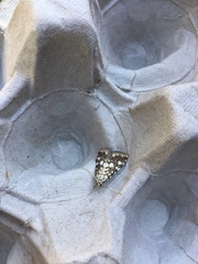 Elophila nymphaeata