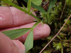 Lathyrus sylvestris