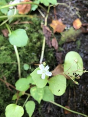 Claytonia sibirica