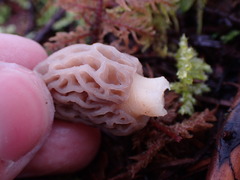Morchella