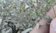 Eriogonum angulosum