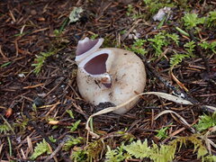 Sarcosphaera coronaria
