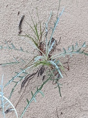 Cirsium pitcheri
