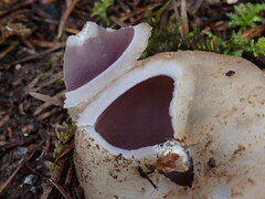 Sarcosphaera coronaria