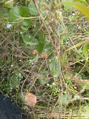 Myosotis laxa