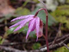 Calypso bulbosa occidentalis