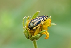 Acmaeodera amplicollis