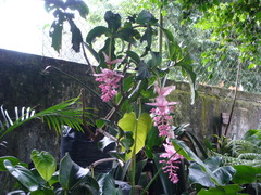 Medinilla magnifica