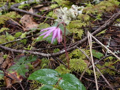 Calypso bulbosa occidentalis