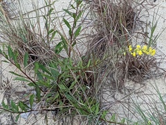 Solidago simplex