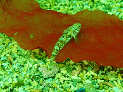 Pomatoschistus pictus