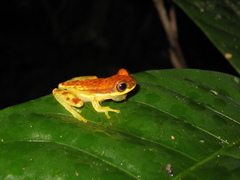 Dendropsophus rhodopeplus