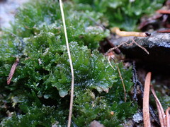 Anthoceros