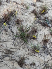 Solidago simplex