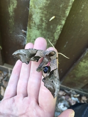 Smerinthus ocellata