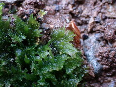 Anthoceros