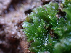 Anthoceros