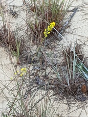 Solidago simplex
