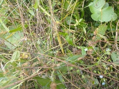 Myosotis laxa