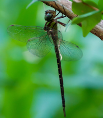 Triacanthagyna trifida