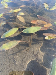 Potamogeton nodosus