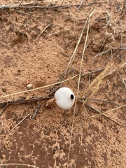 Tulostoma