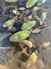 Potamogeton nodosus